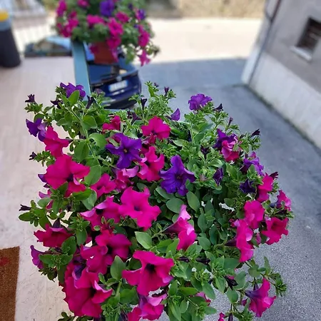 Vendégház Il Sogno Di Mariolina Petrignano