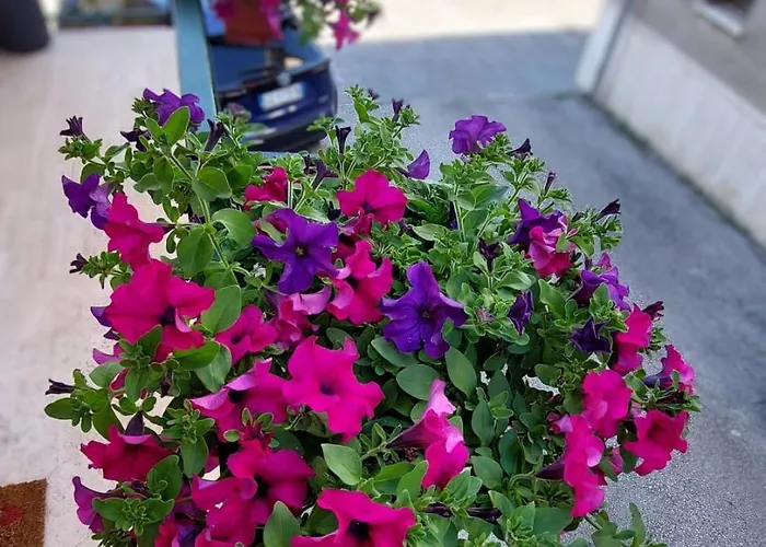 بيت ضيافة Il Sogno Di Mariolina Petrignano